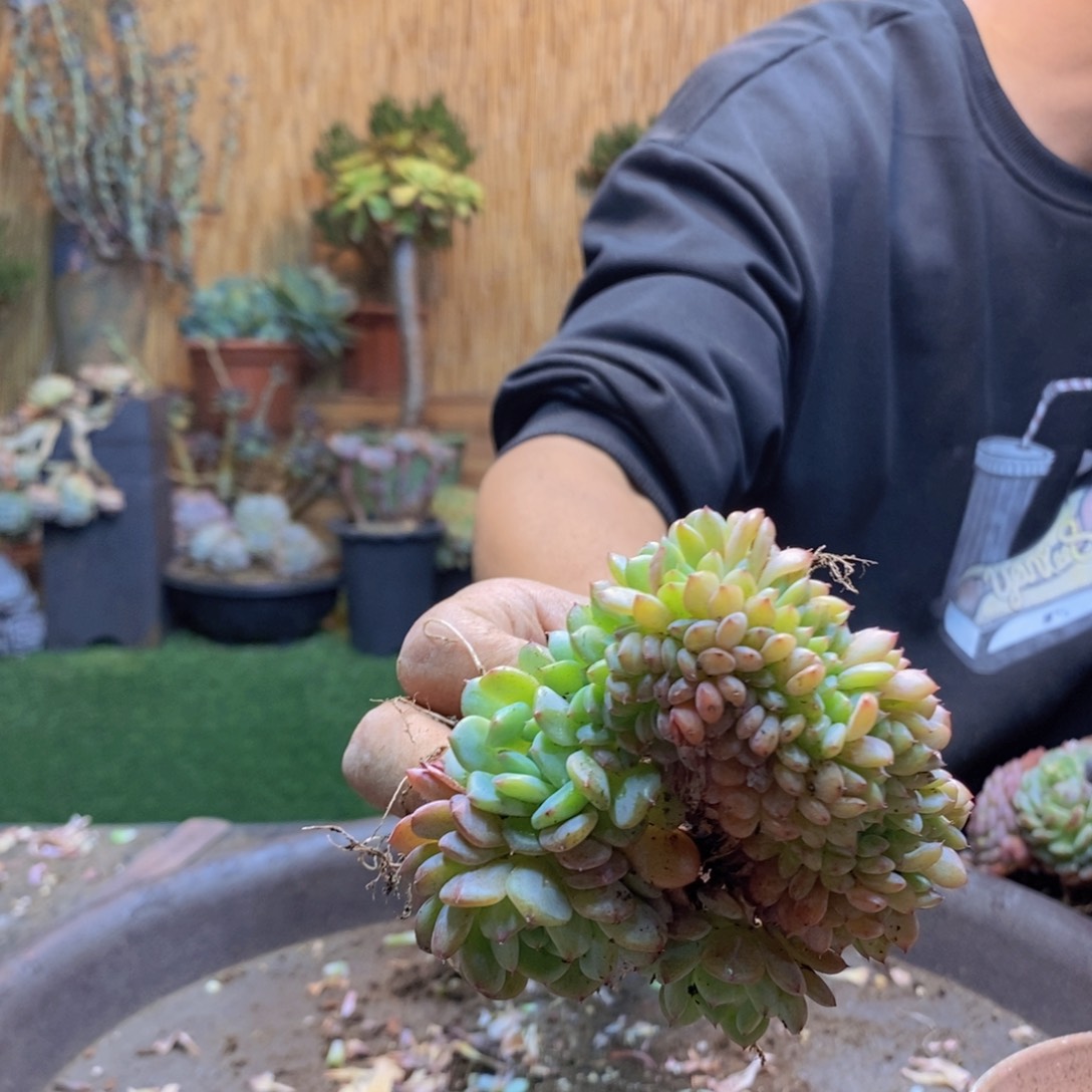 暖****子412 号白胖子多肉