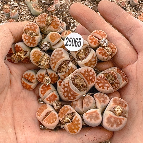 【闪购商品】25065