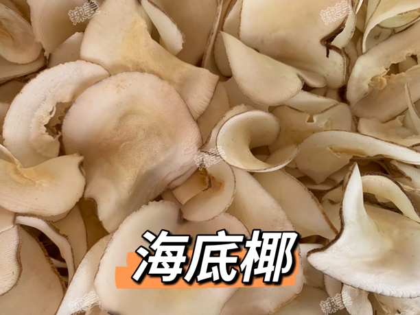 辣姜精选 海底椰