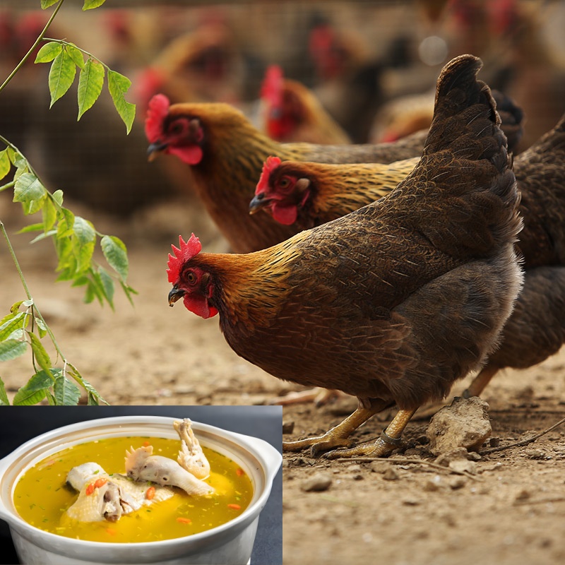 纯东北本地散养一年半以上的黄油老母鸡