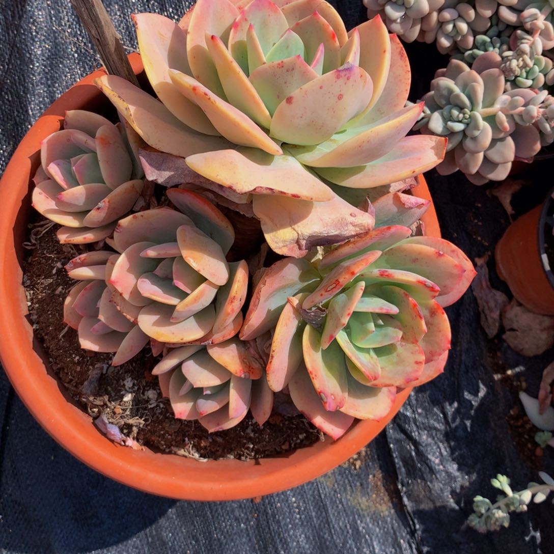 对***消血凤群生多肉植物