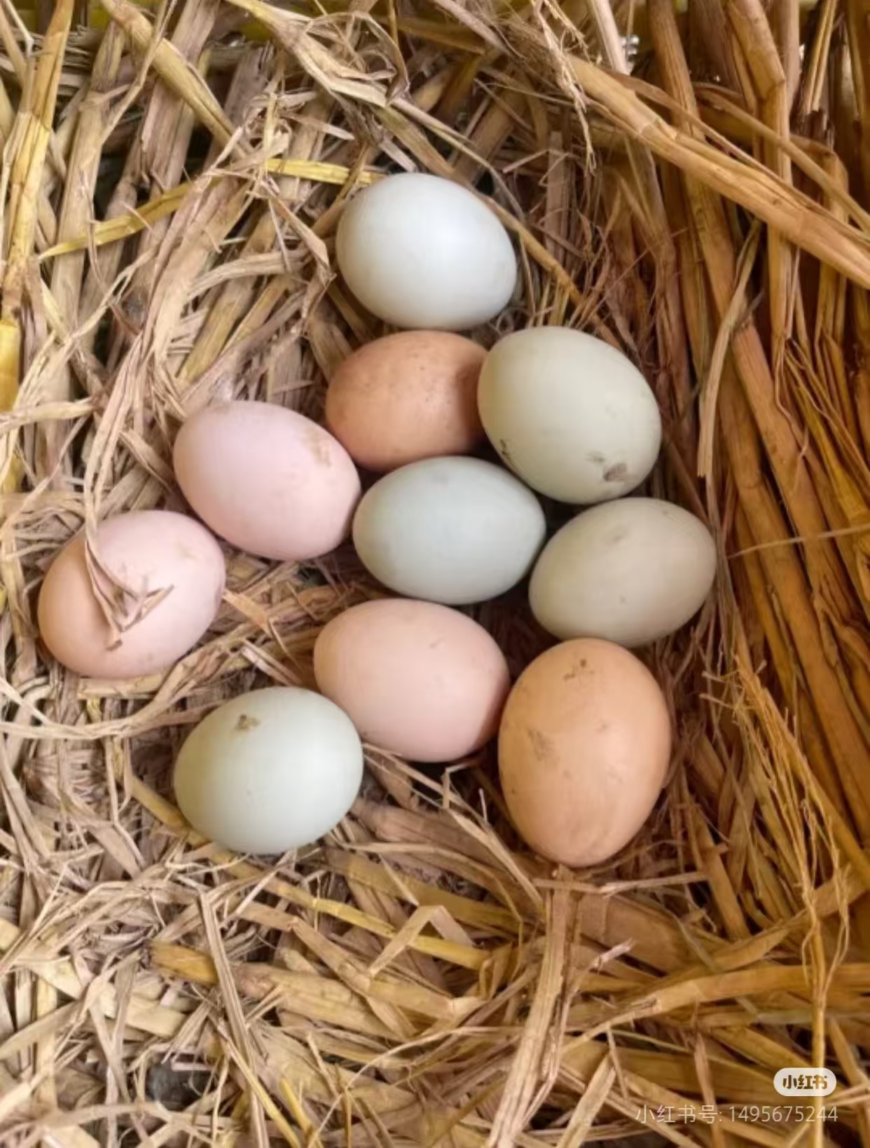 10枚生鲜土货农家土鸡蛋散养鲜鸡蛋土鸡蛋