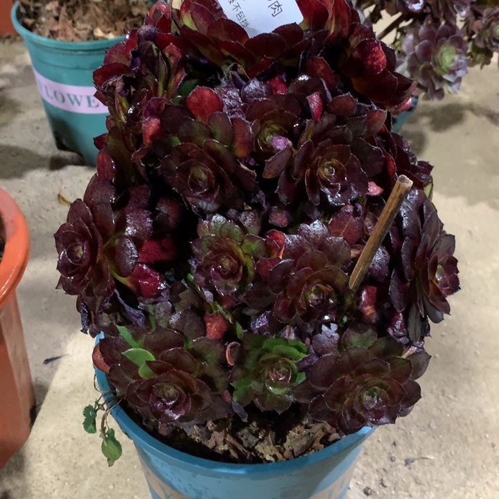 875黑美人多肉植物特价