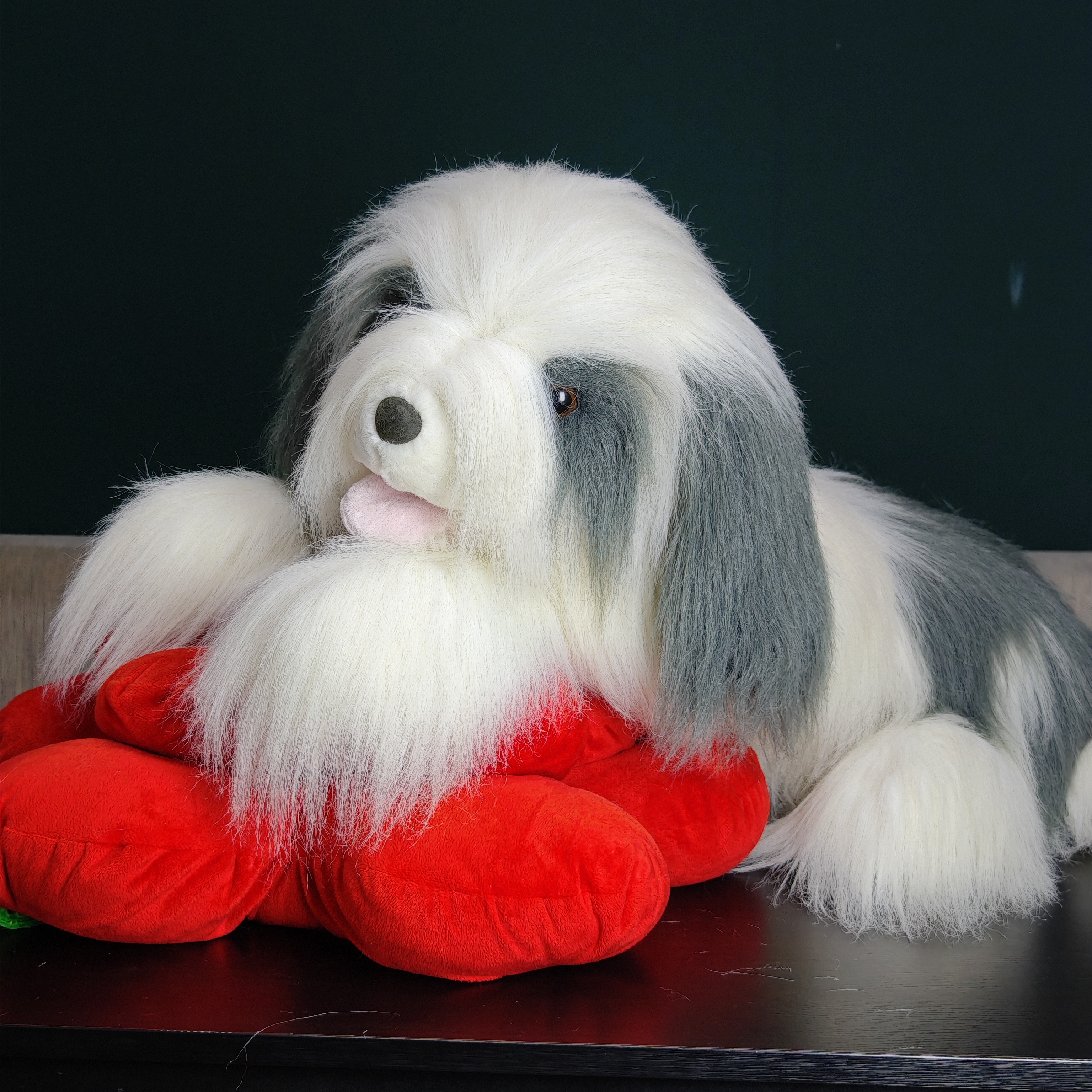 工厂样板趴款大号古牧犬，老料长毛，80cm长超大规格