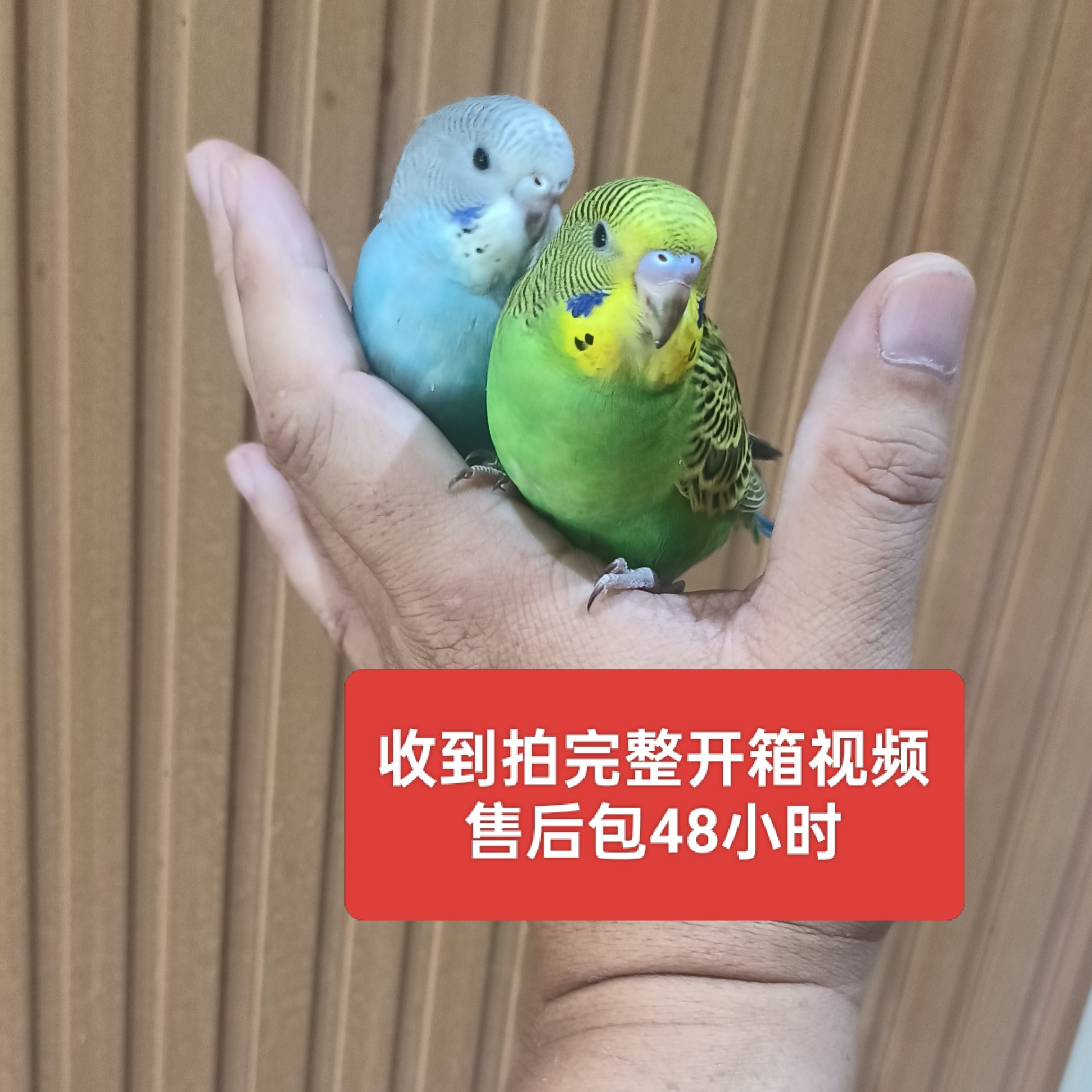 一篮一绿普通虎皮一对，可爱萌宠（包邮到家）