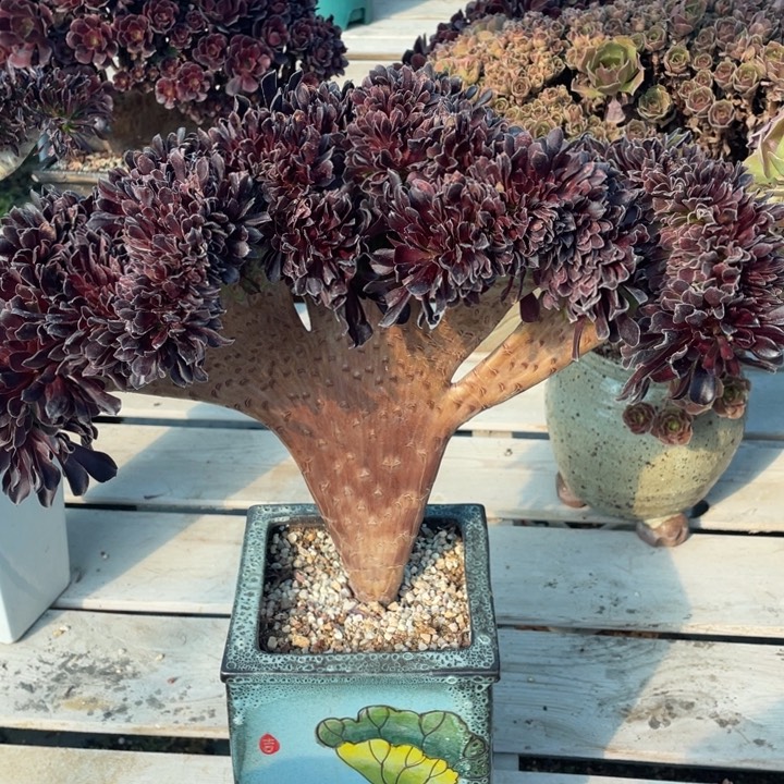 多肉的鱼也可以是你喜欢看着