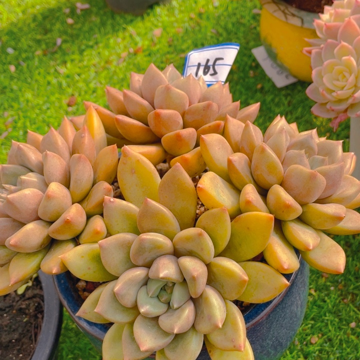 谢谢你的支持00000165