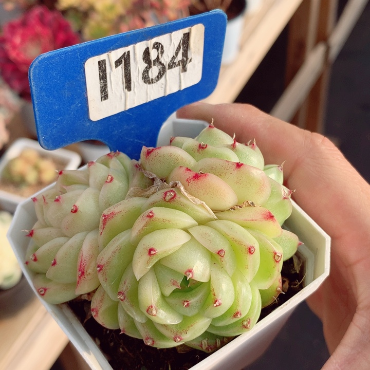 麦秆7cm不包整群