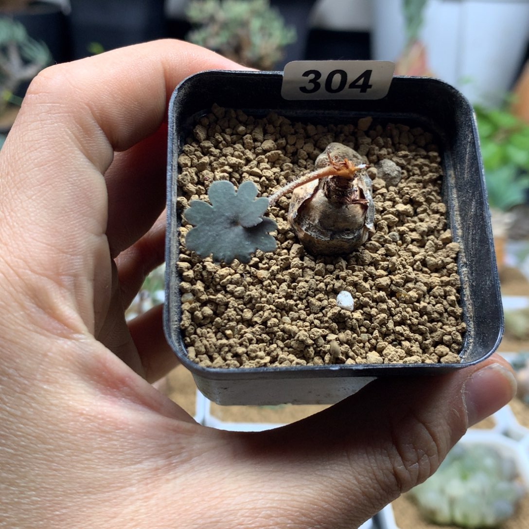 肾叶杨葵母本带盆304