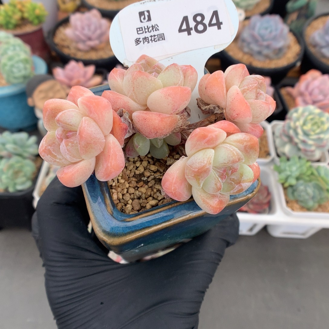 484 琥珀冰玉小树桩