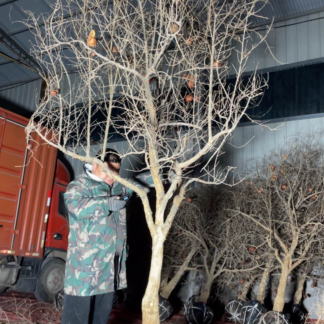 烟****司盆栽花卉一物一拍