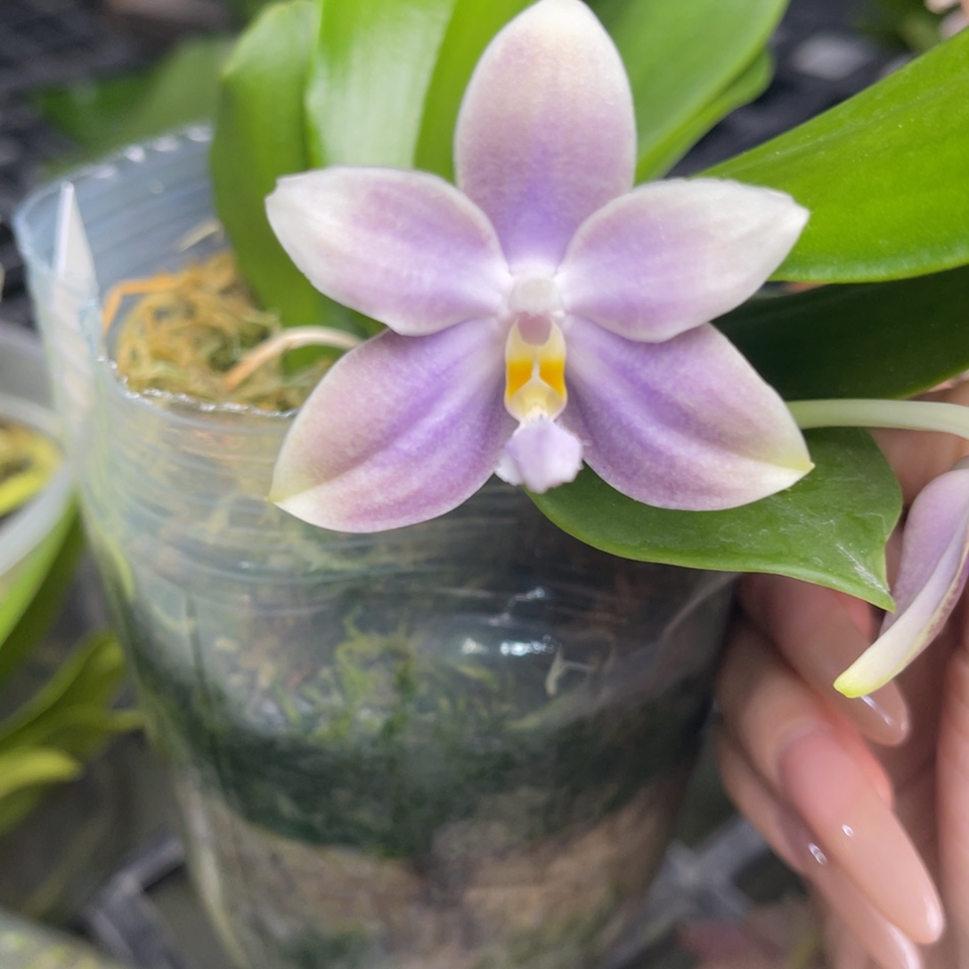 完全开放蝴蝶兰蝴蝶兰