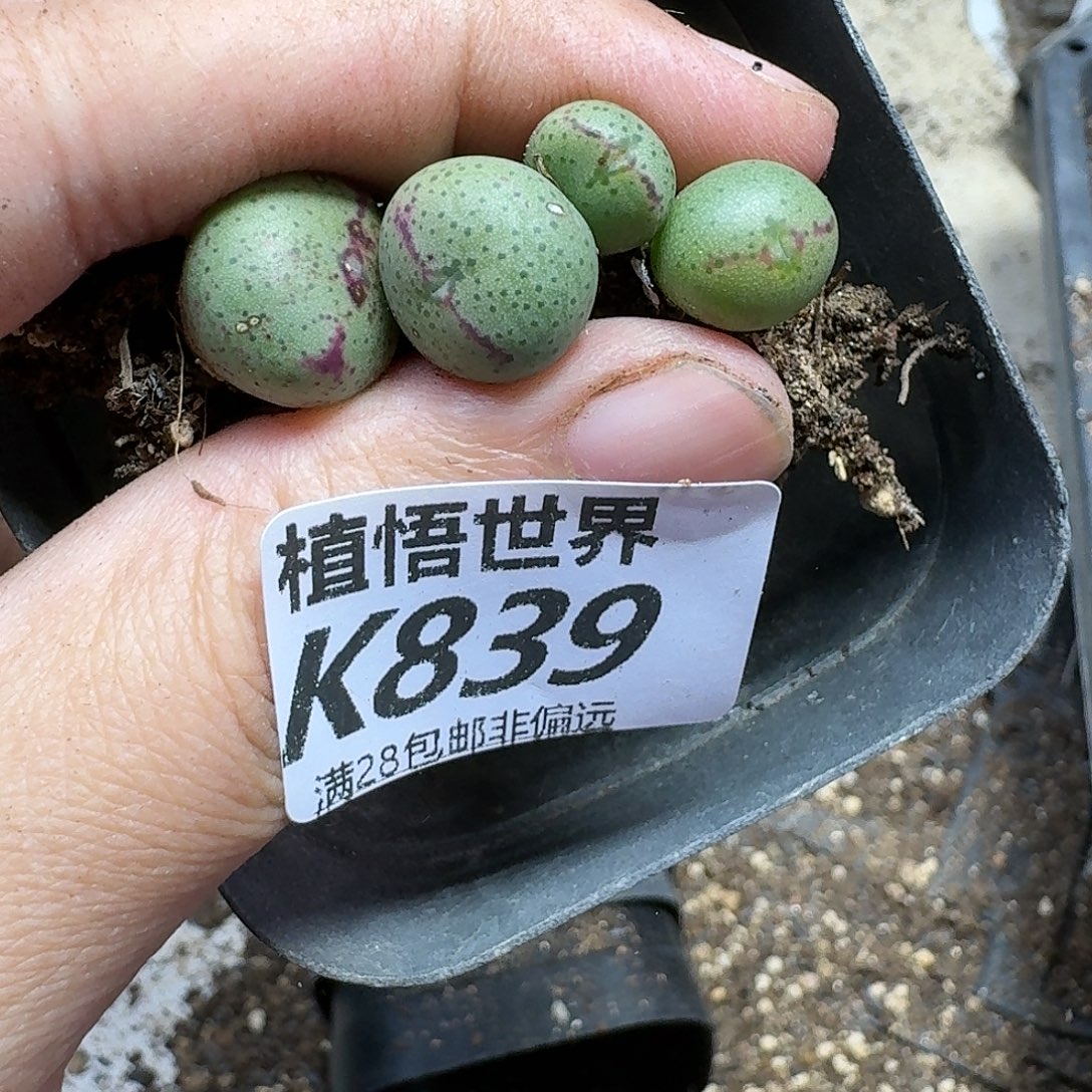 的的润泽的润泽evbnn