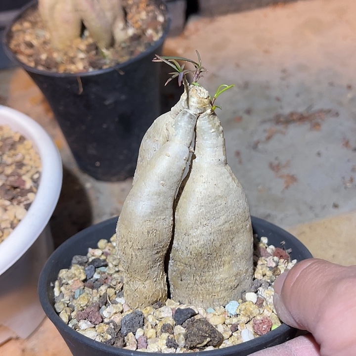 满38包邮2天凑单，脱土晾根发货多肉植物柳叶麒麟