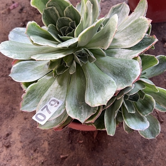 安**空多肉植物一个