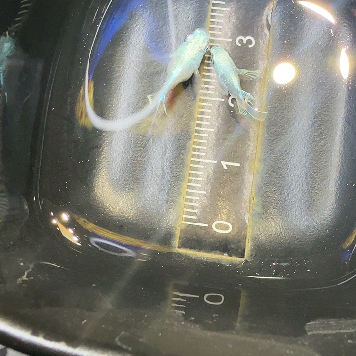 青鳉鱼40号拍品天使球球