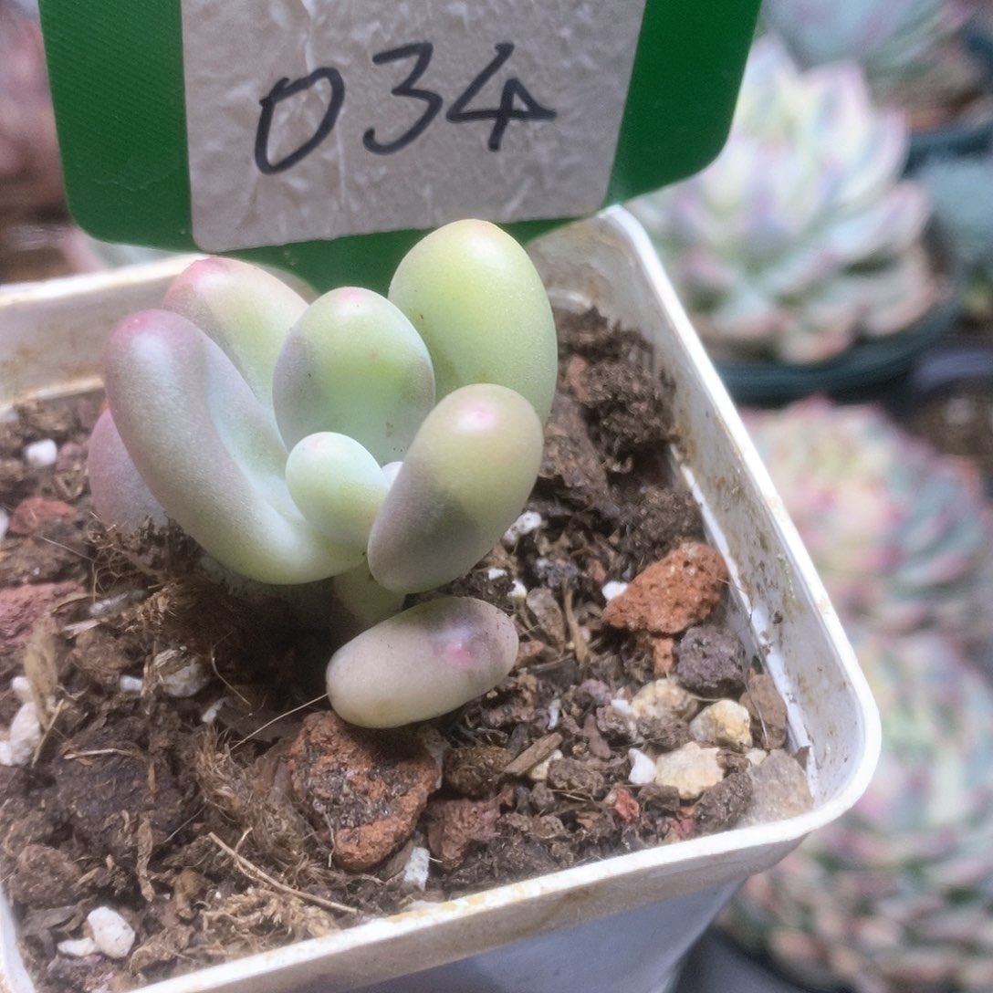 034西瓜奶锦锦锦锦锦