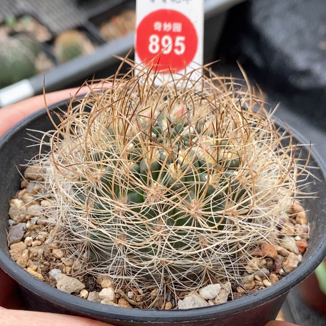 实生狂刺混乱玉银翁玉5.6cm