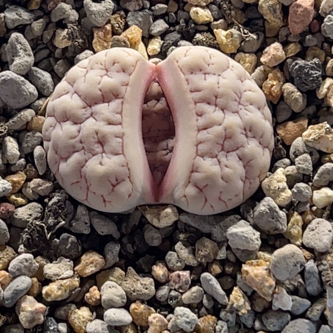 1239粉色凹凸189尺寸2.4