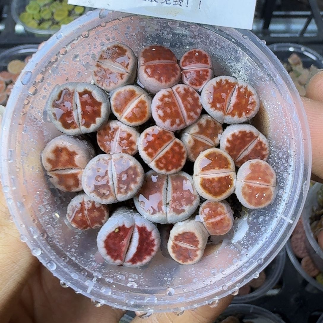 2073 哈哈哈哈哈哈哈哈