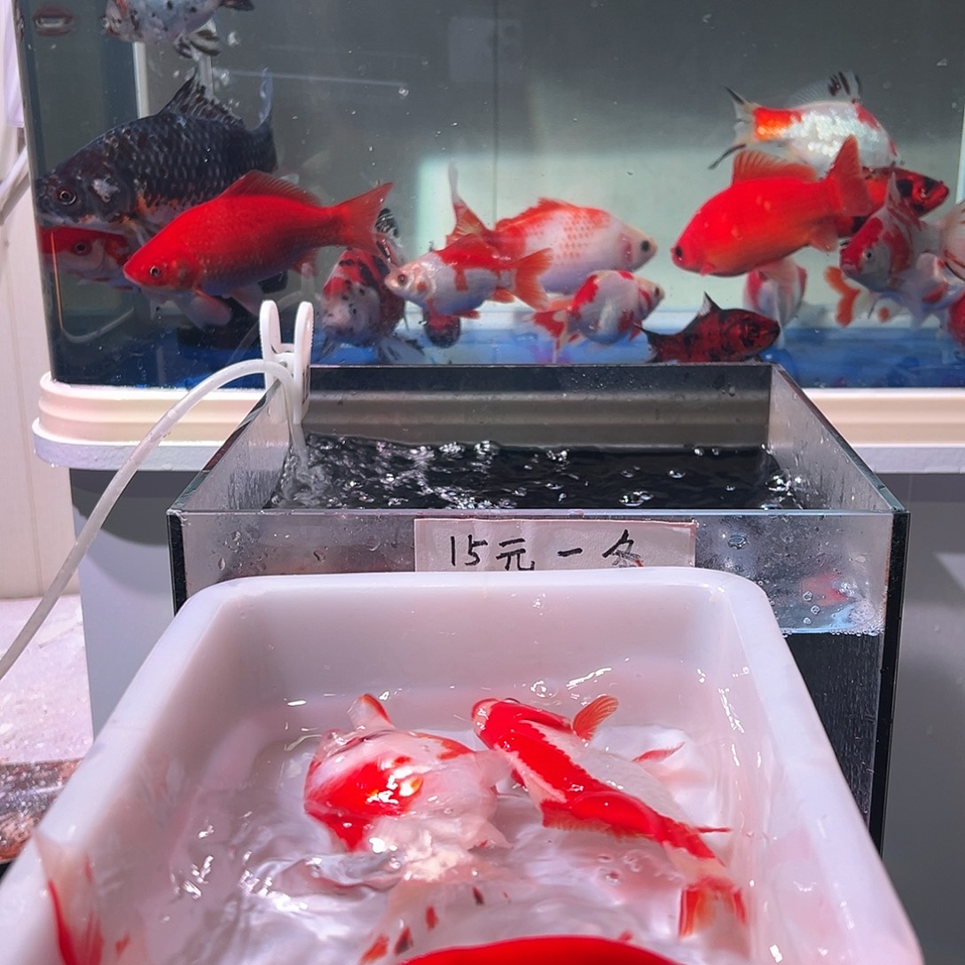 刀***左海水观赏鱼福利多多啊