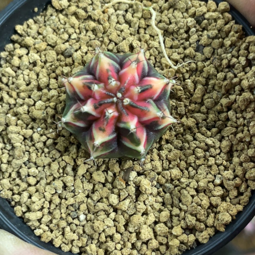 当前无花朵，栽培后可花朵橘粉虎斑