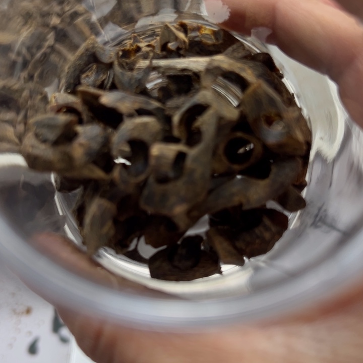 沉香沉香碎屑沉水树丁车珠料16克