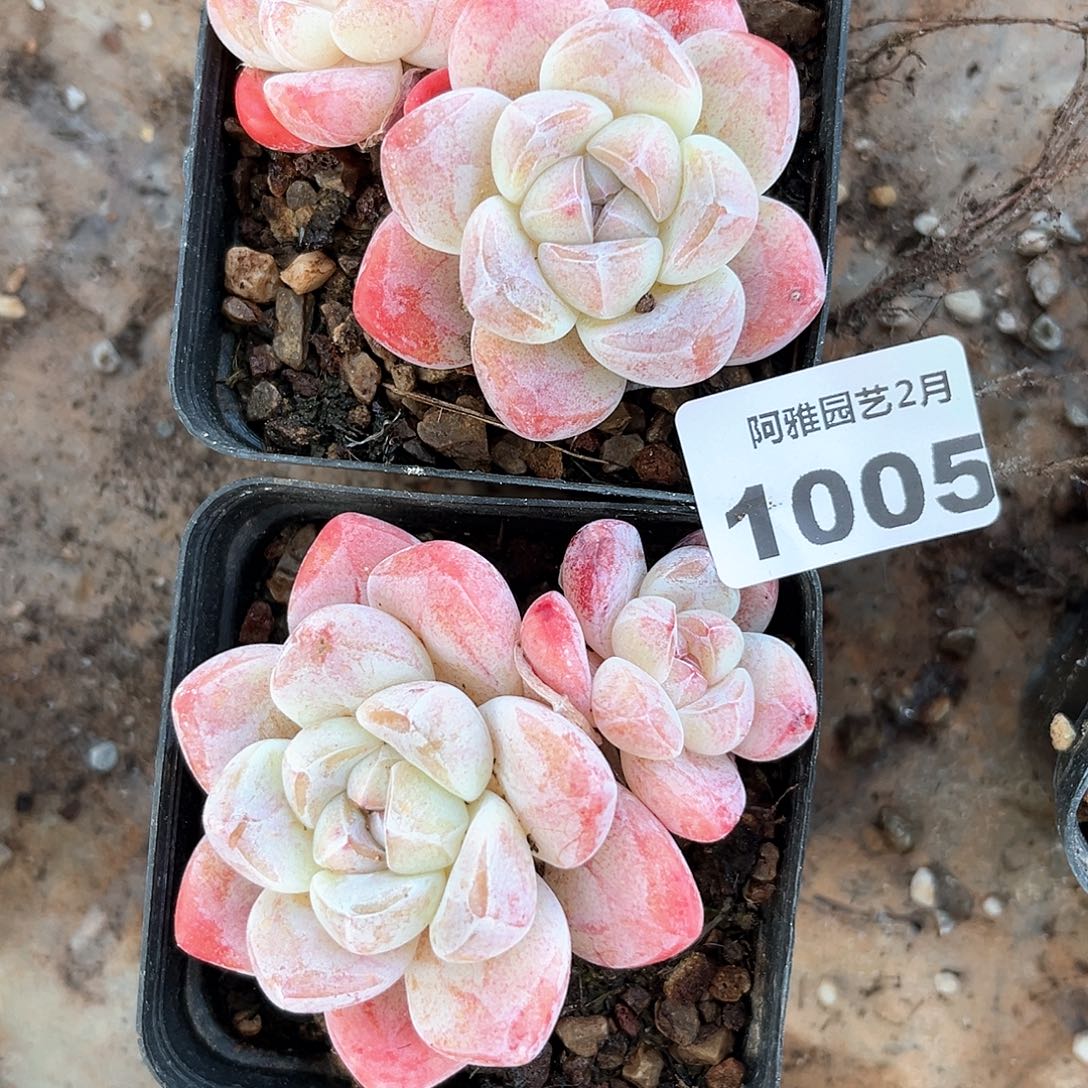 阿雅园艺。   1005