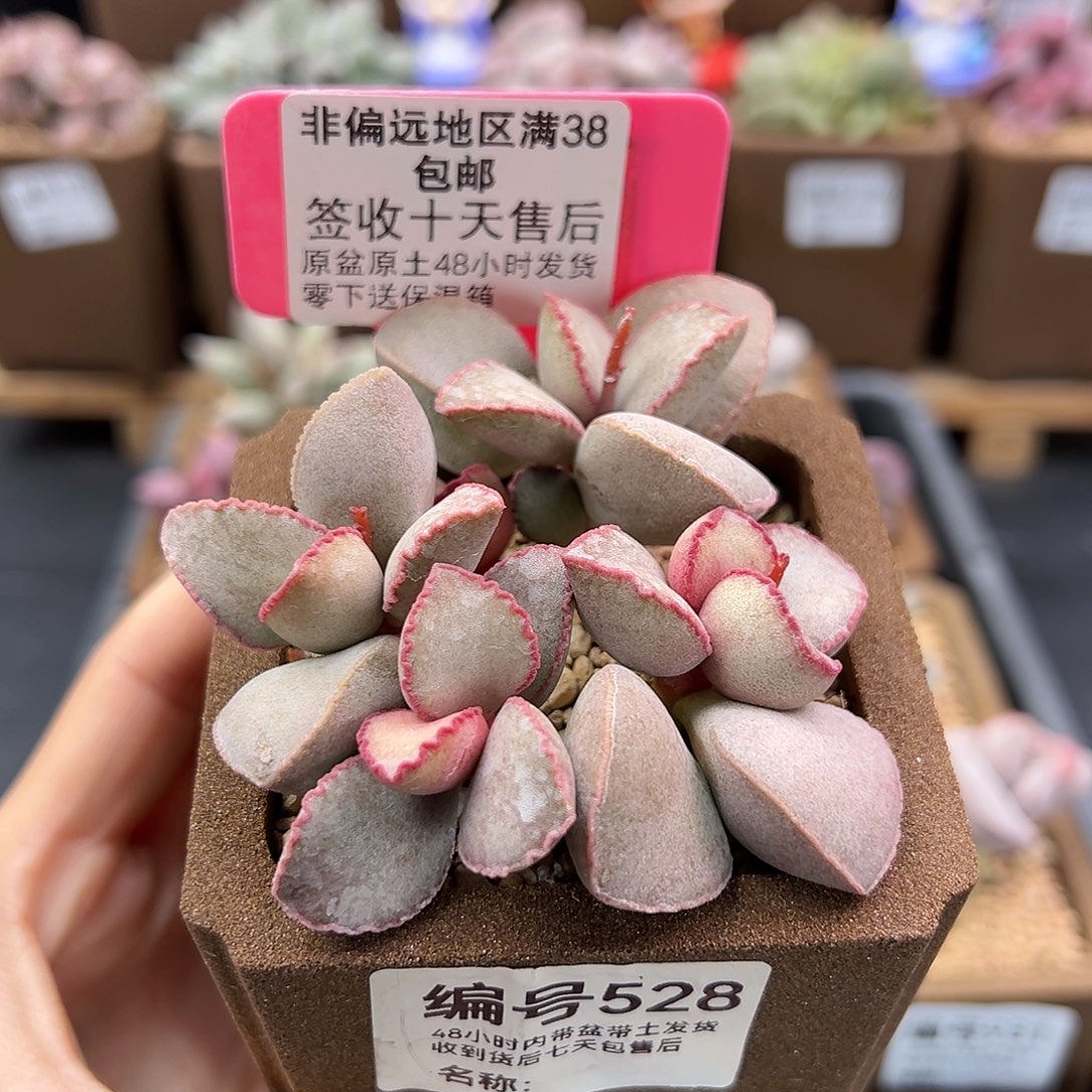 528金牛座多肉植物