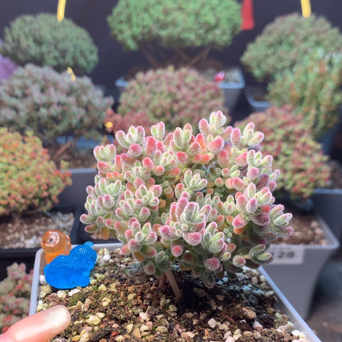 6*希129实生冰晶。           