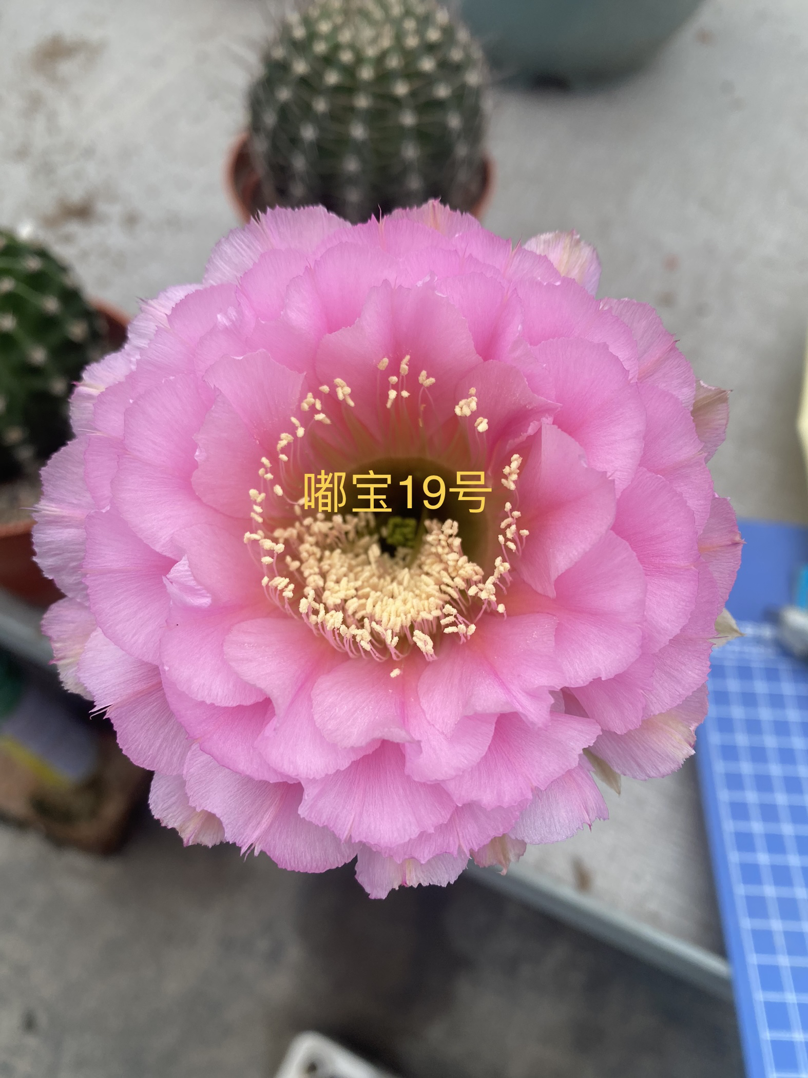 彩草嘟嘟宝19号2.5一3公分侧牙福利（自根，嫁接大的可挑）