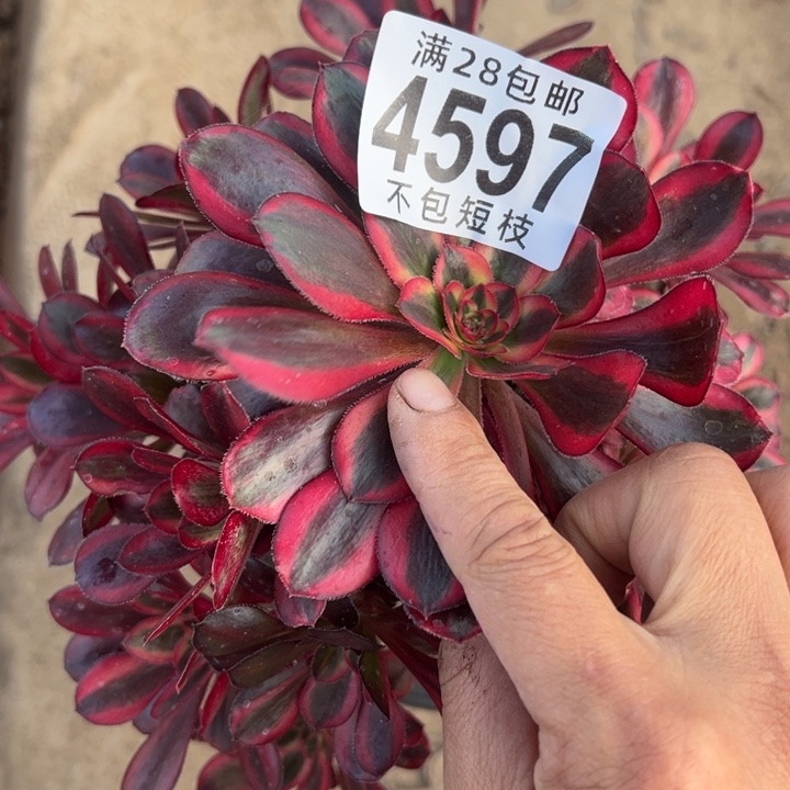 4597多肉植物法师香丽法师