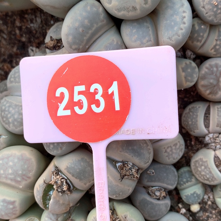 菊母本一筐非常非常好看