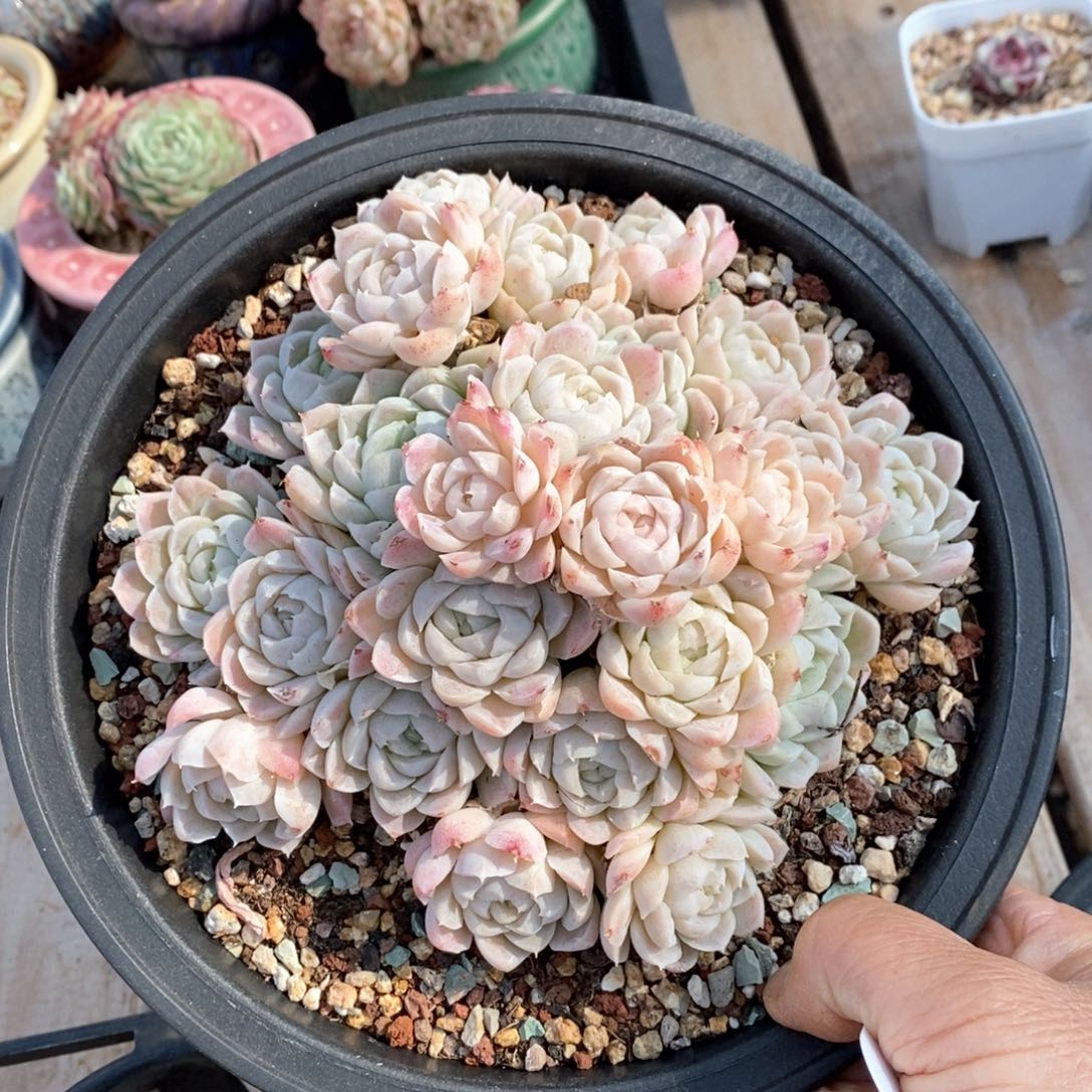 精品多肉一物一拍不包整264