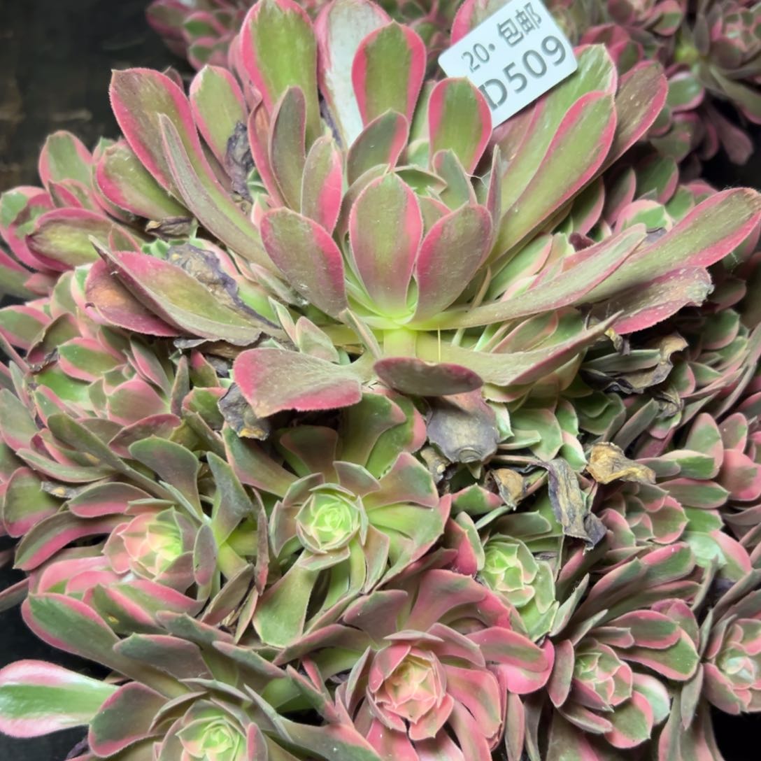 509妖月，满20包邮