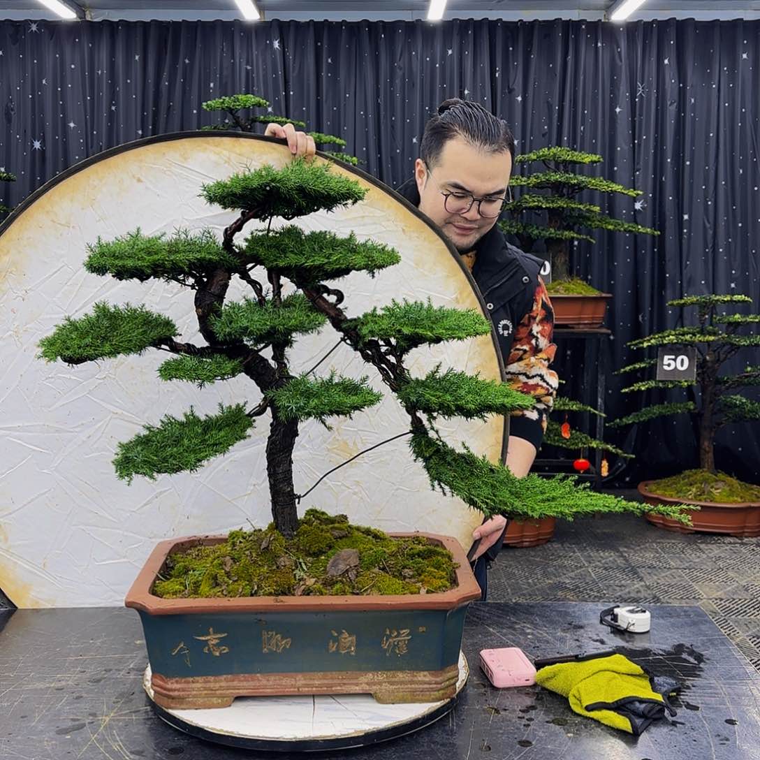 龙爪松高端造型盆景