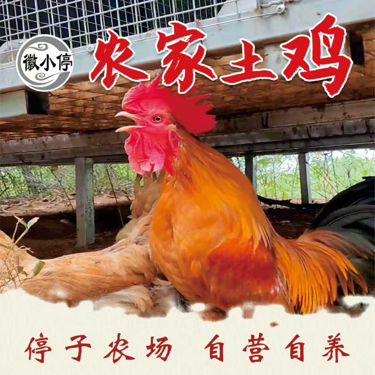 （停子农场）农家果园散养大公鸡（京东顺丰冷链送货上门）