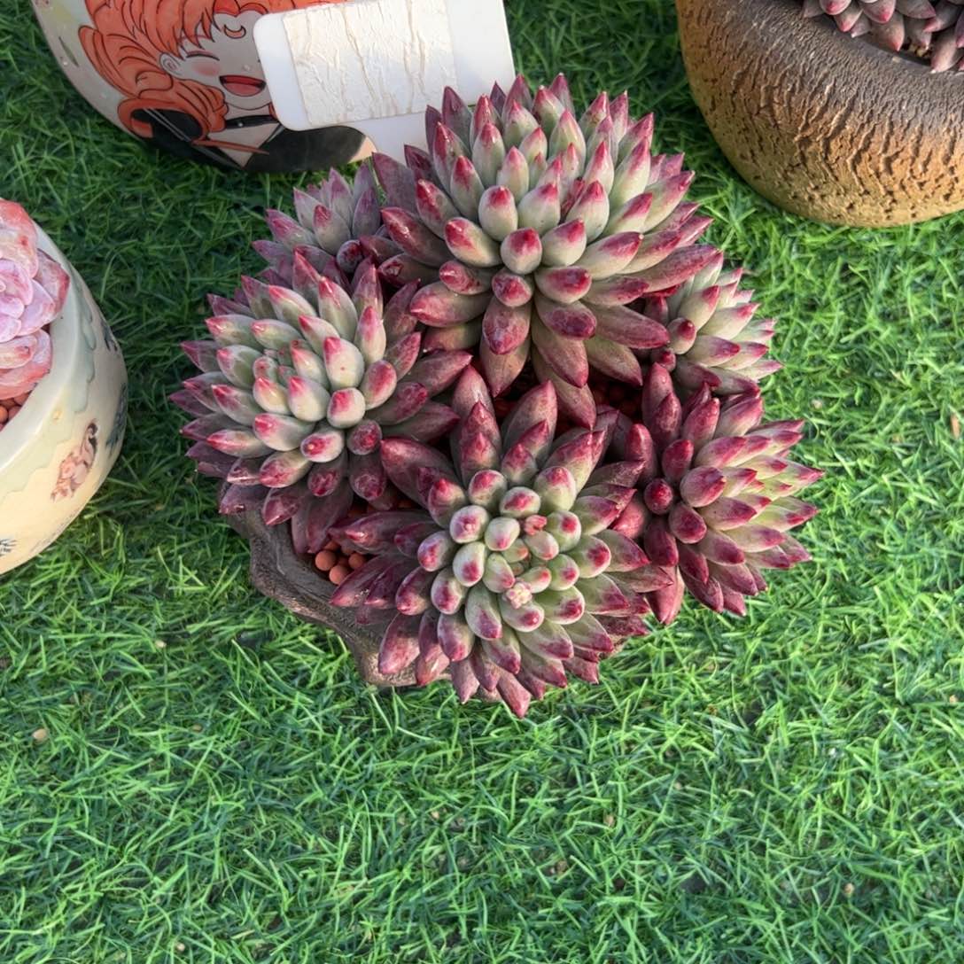 用***8虞美人多肉植物保护研究所