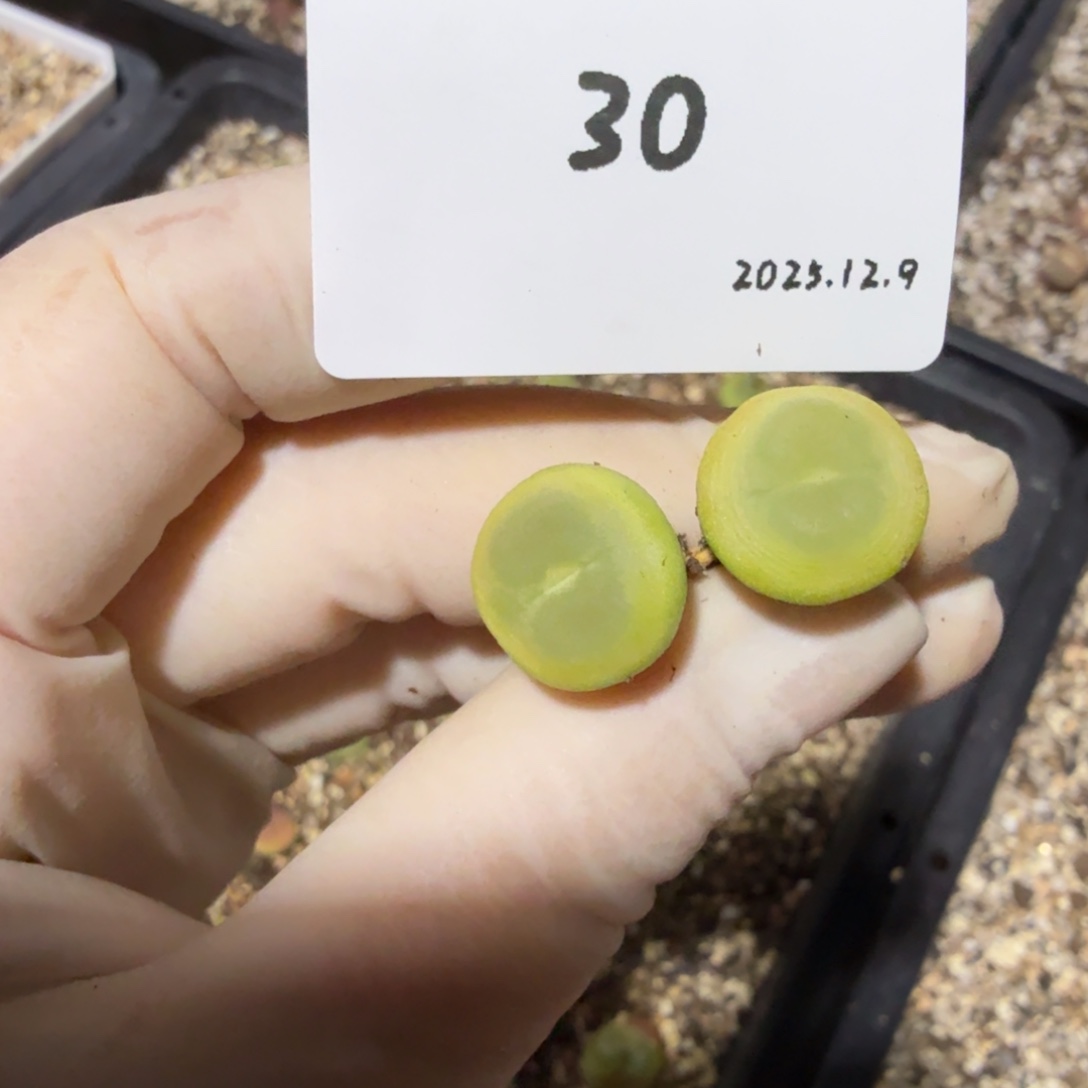 酷***蛋多肉多肉多肉12.9-030