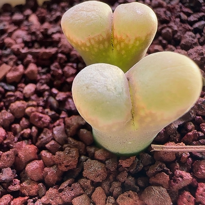 556 开播福利来啦。     