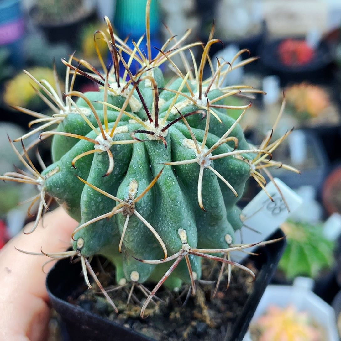 非偏远地区满25包邮仙人球