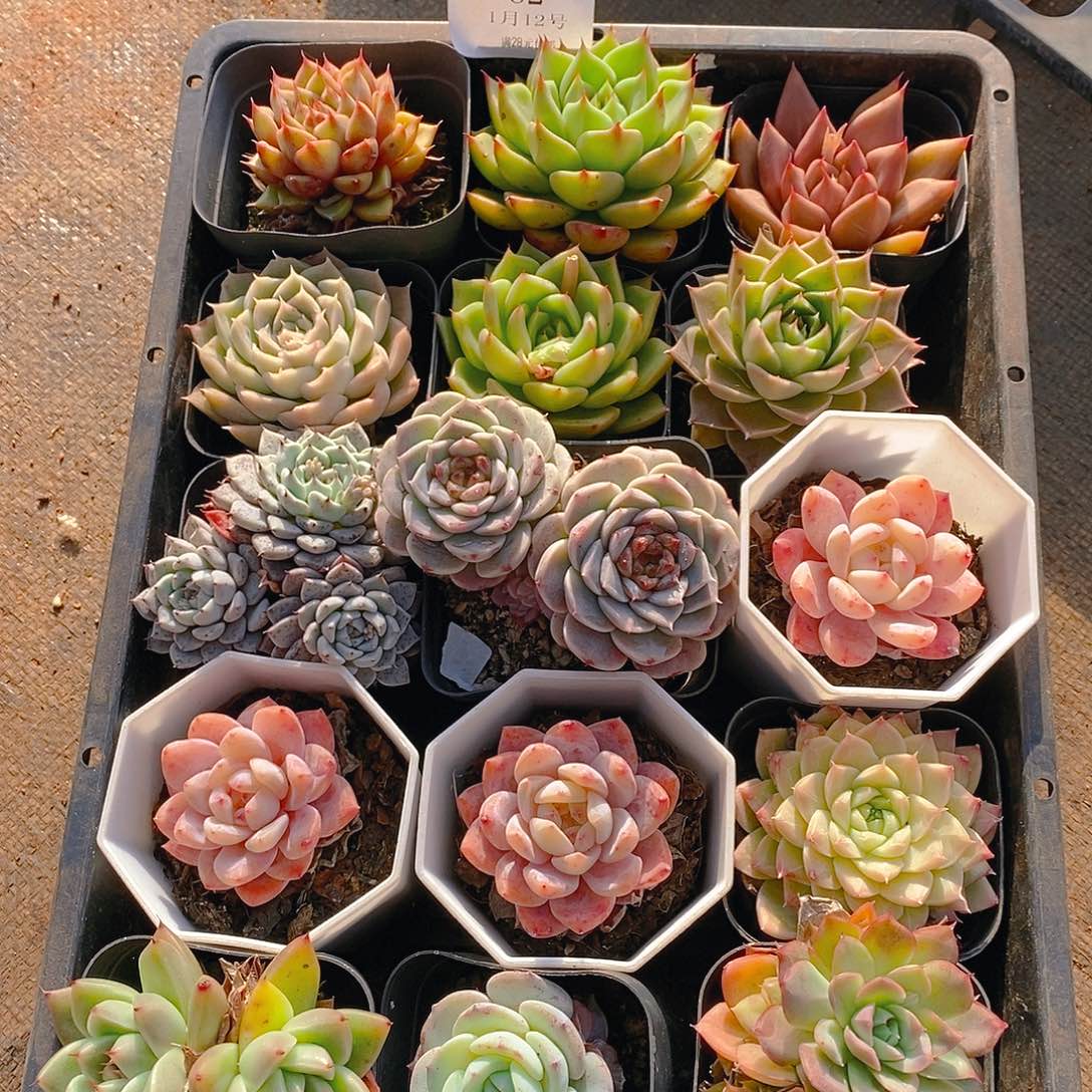 【闪购商品】云82号