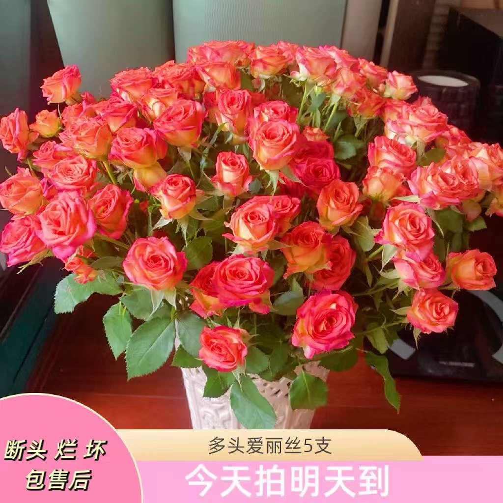元旦特价果语精选【爱丽丝多头玫瑰5支】云南鲜花批发次日达
