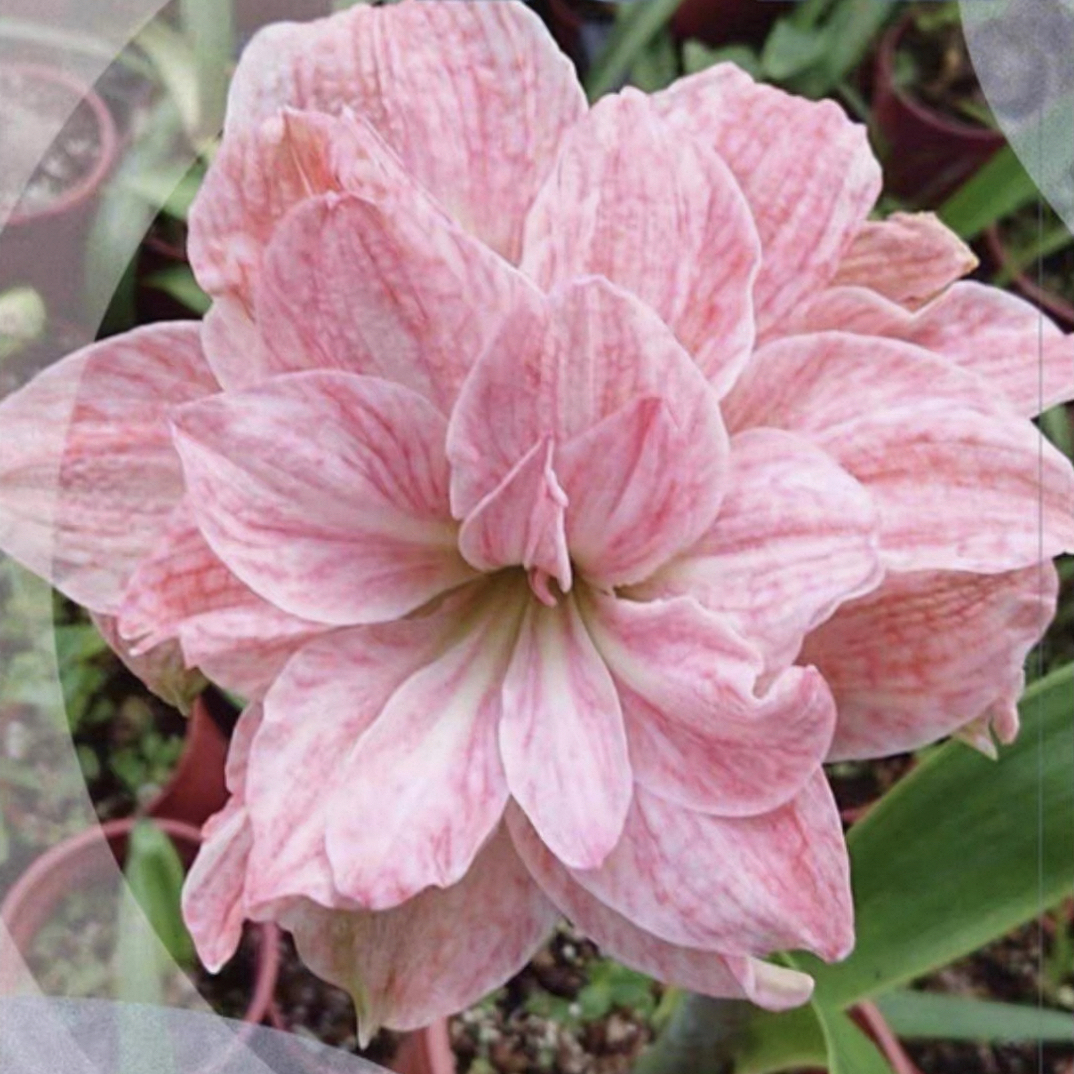 【粉樱花】朱顶红种球 大花重瓣