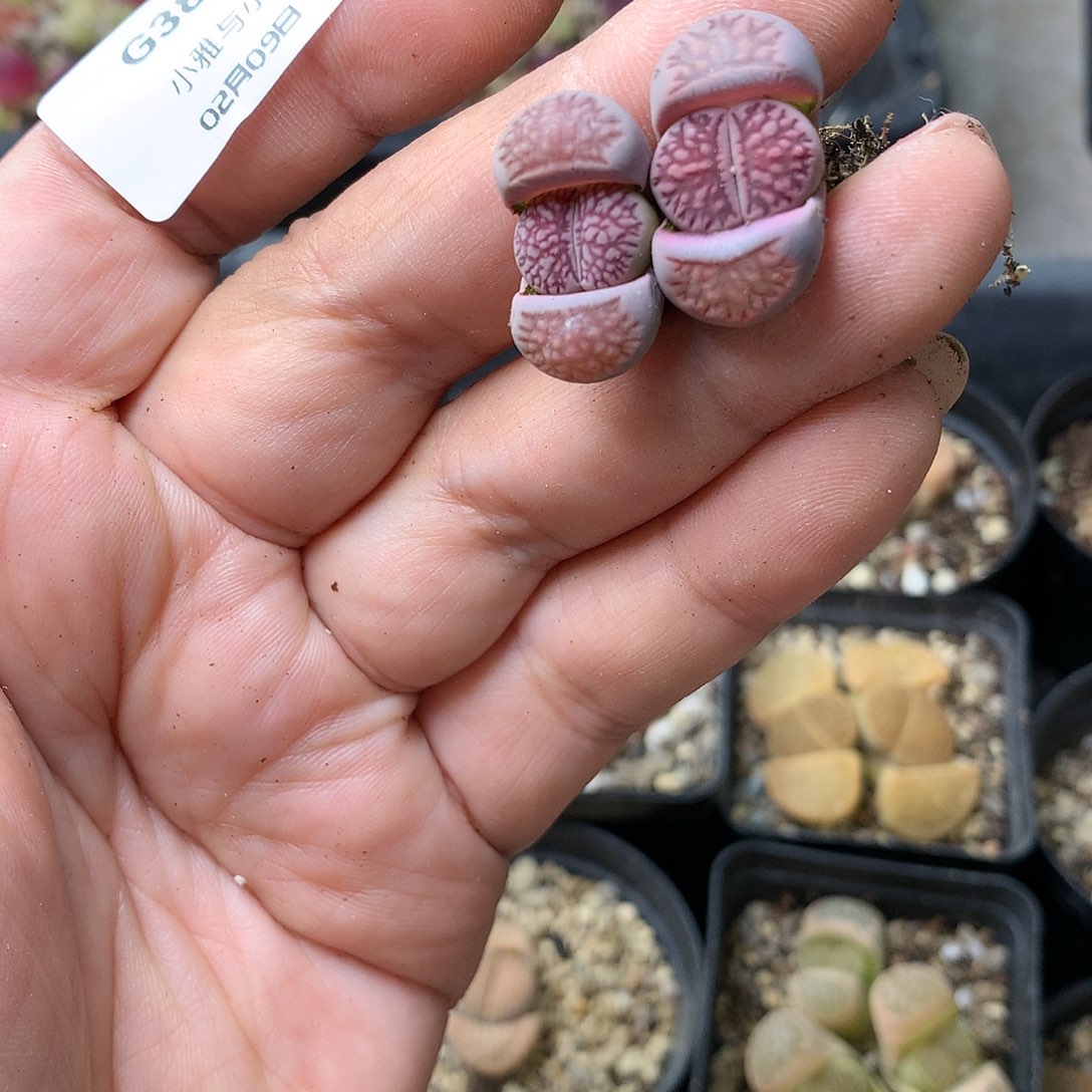 G384多肉植物保护研究所