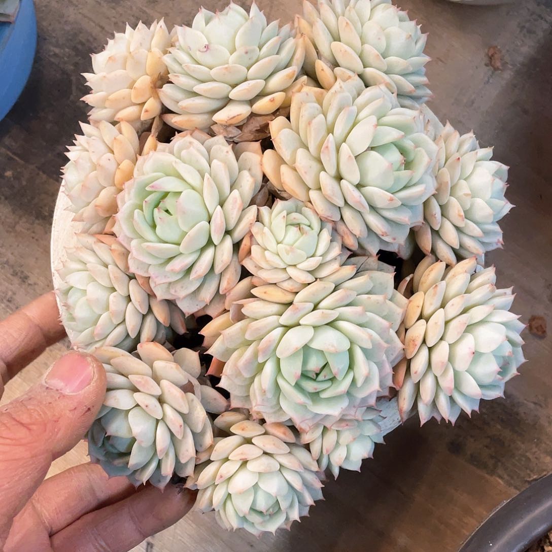 ?****旧多肉植物一物一拍