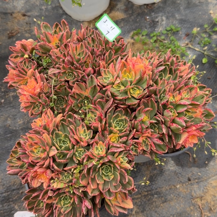 甜茶三颗多肉植物7