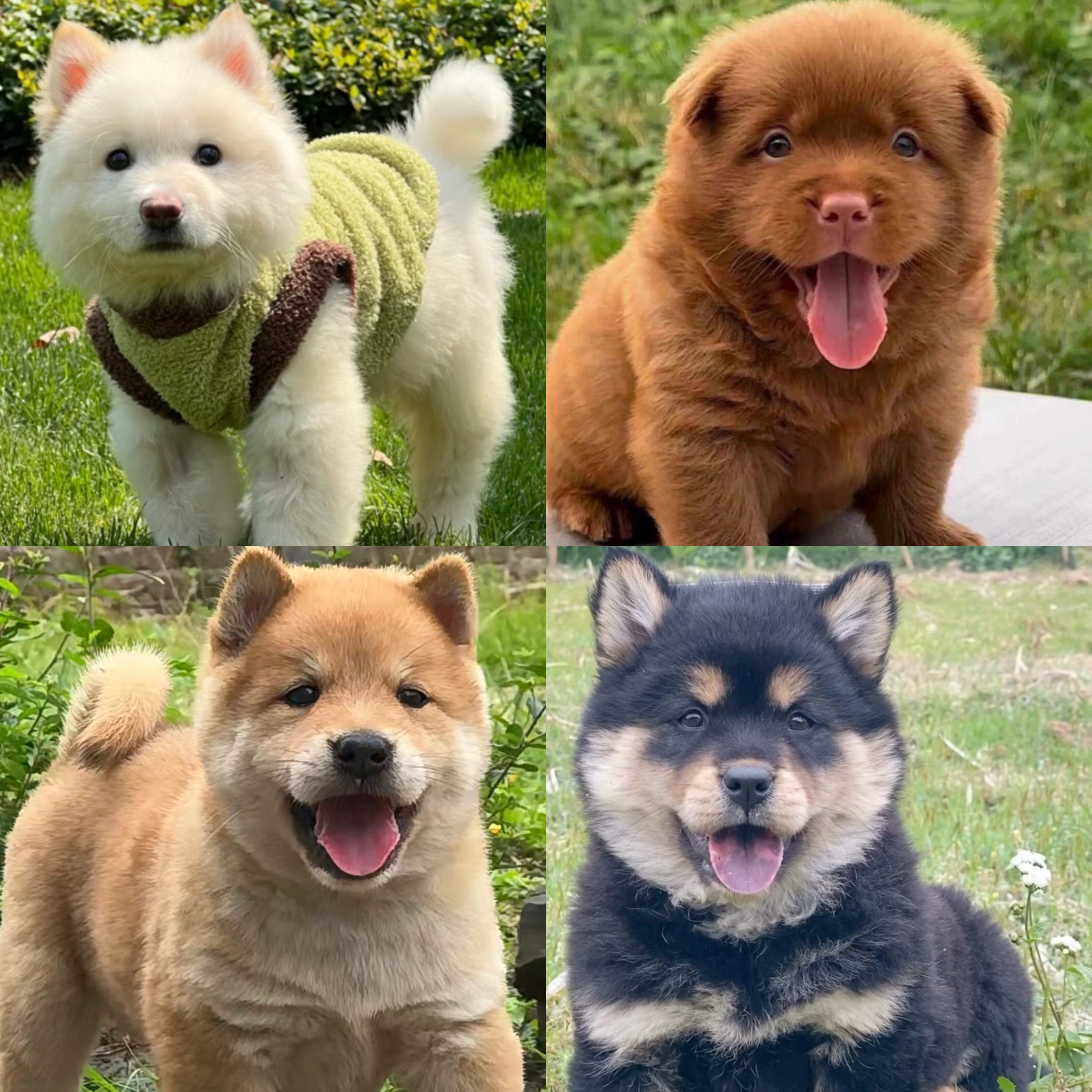 中华田园犬五黑犬、五红犬、黄狗白面、土松、四眼、狗狗活体通用链接