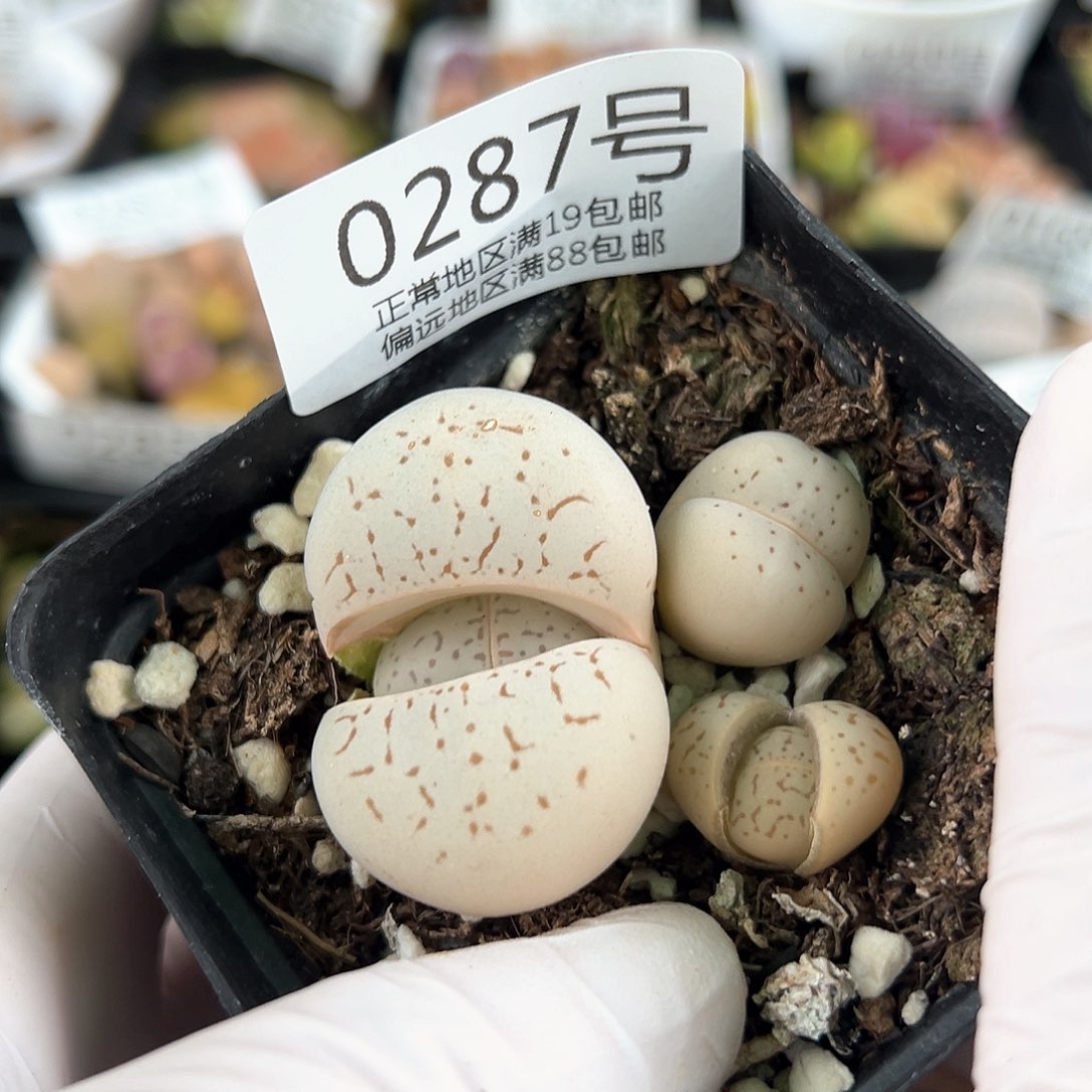 好养易活生石花大母本0287