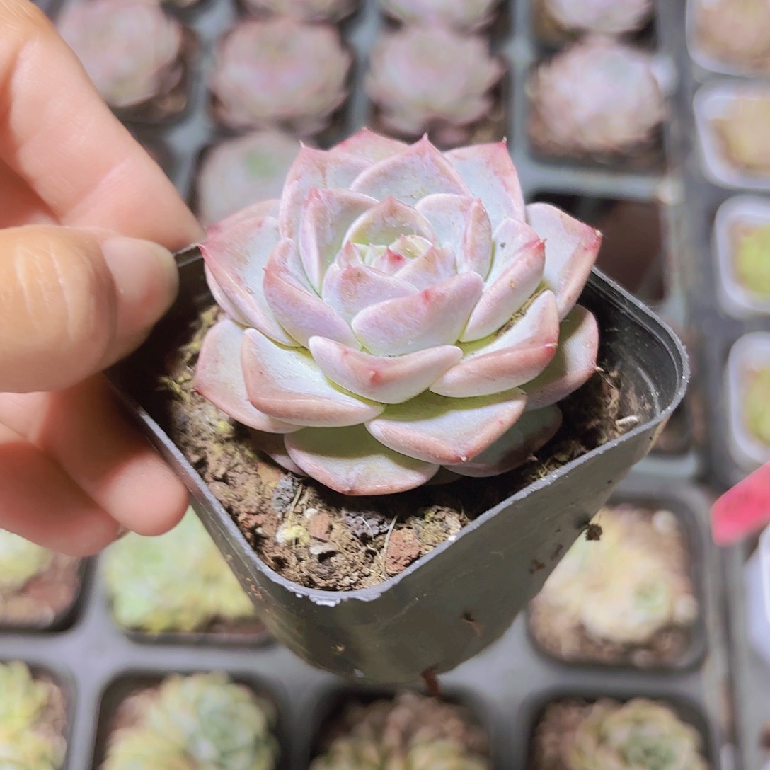 精品慕白多肉植物